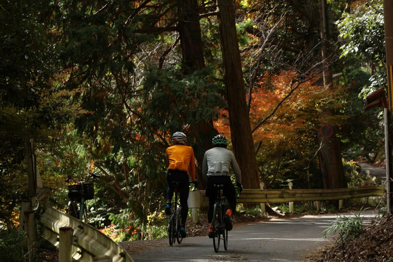 A road lined with orange and gold trees