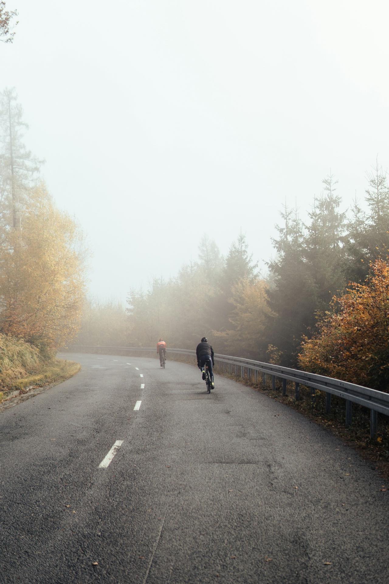 A quiet road through pine forest